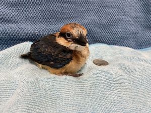 One of last years Sihek chicks at 33 days old. Soon this years chick will also have her iconic blue and cinnamon coloured feathers.