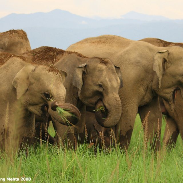 Elephant herd walking