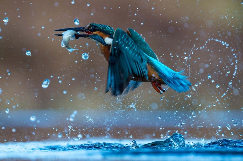 A kingfisher with bright blue feathers flies off with a fish in its mouth amid airborne water droplets