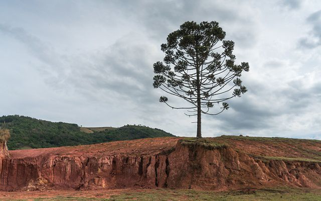 A lone Brazil nut tree stands above an eroding edge of an agricultural field in the Mantiqueria range of Brazil's Atlantic Forest.