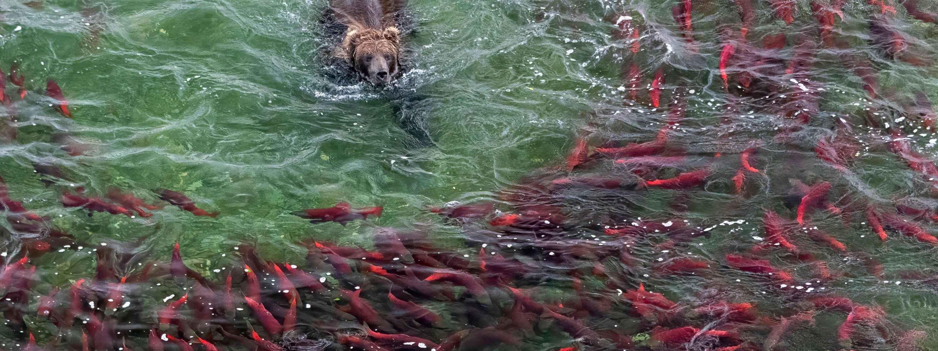 Bear swimming in water towards a school of fish.