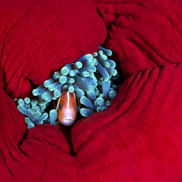An anemonefish shelters in the tentacles of a closed up reef anemone.