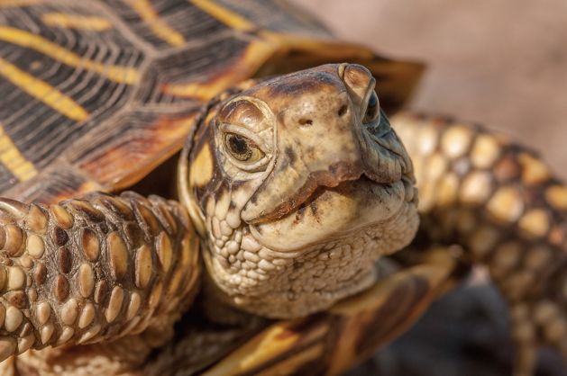 An ornate box turtle.