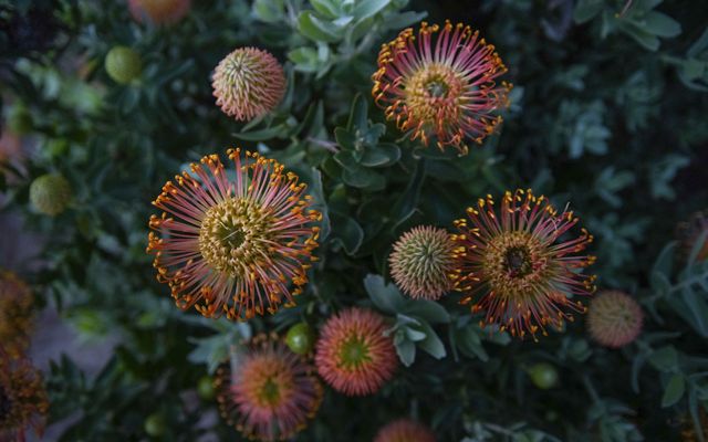 Bright orange and pink flowers