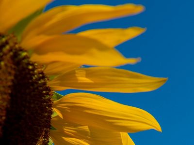 Charity Siankuku grows sunflower as a source of vegetable oil in Kapunda Village, Mulobezi, Zambia.