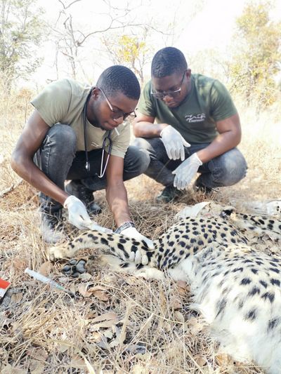 Panthera Carnivore Action Team Leader Stephen Ngoma and Panthera Veterinarian Dr. King Chidakwa collar two members of the Nkala cheetah family.
