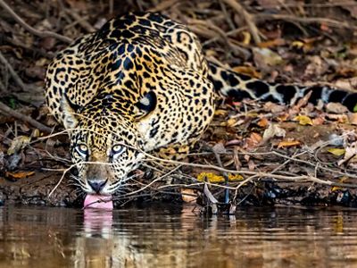 Jaguar