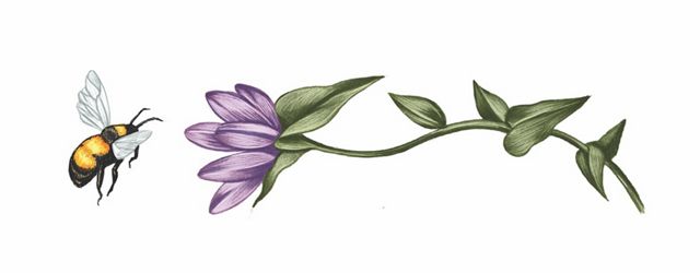 A color illustration of a bee and a flower
