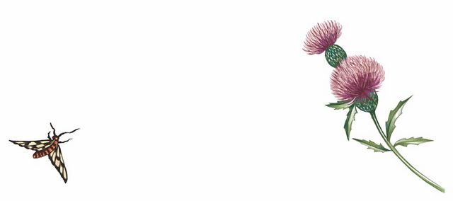 A color illustration of an insect and thistle