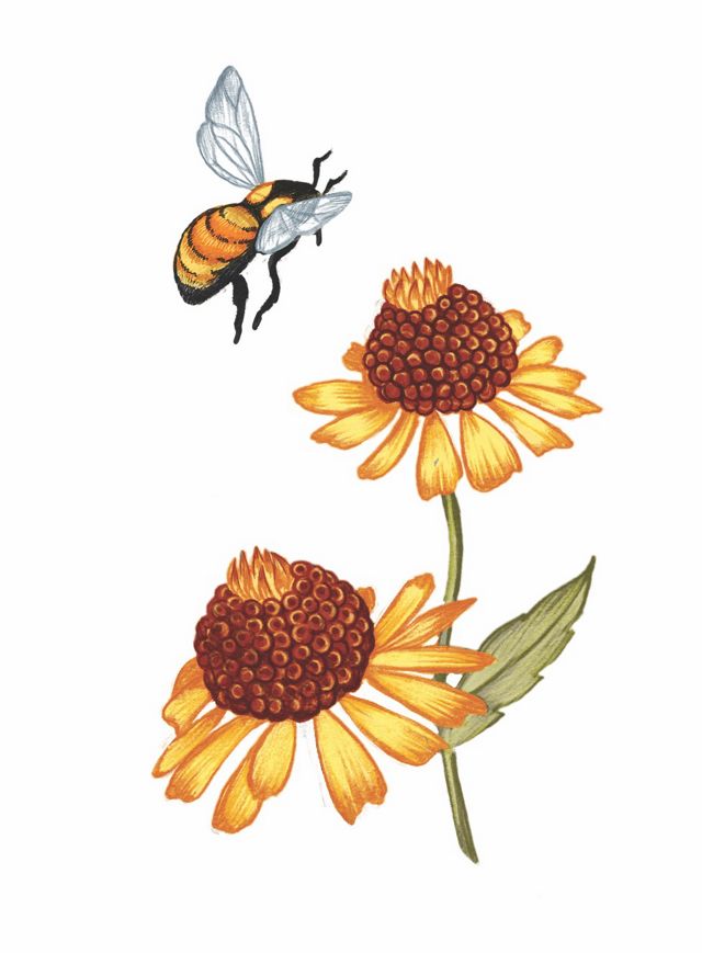 A color illustration of a bee and flowers