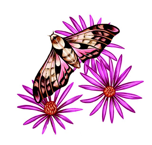 A color illustration of a moth and purple flowers