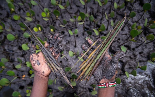 A close-up of muddy hands holding mangrove propagules.