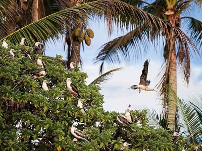 An abundance of seabirds nest in native trees at Palmyra Atoll.