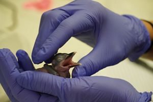 This chick will be raised by expert bird keepers and eventually released into the wild on Palmyra Atoll.