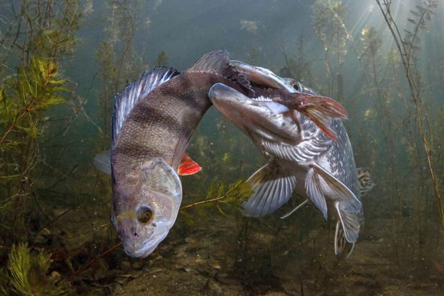 A large fish catches a smaller fish's tail in its mouth along a river bottom.