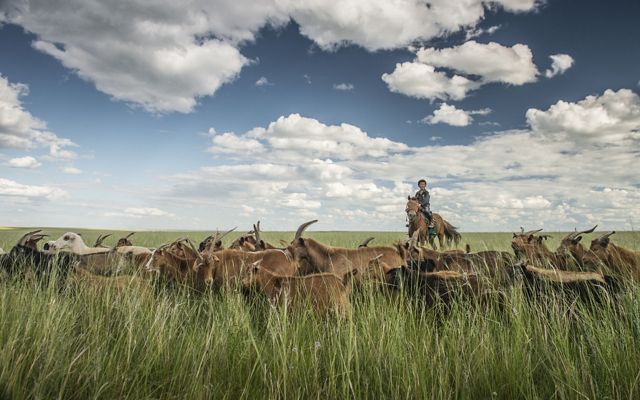 Grasslands in Mongolia