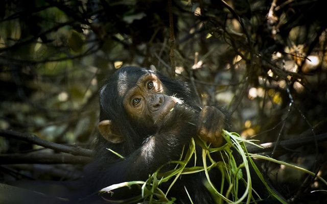 baby chimpanzee