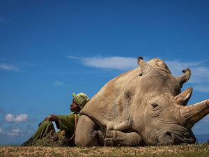 White rhino and person lean against eachother on ground.
