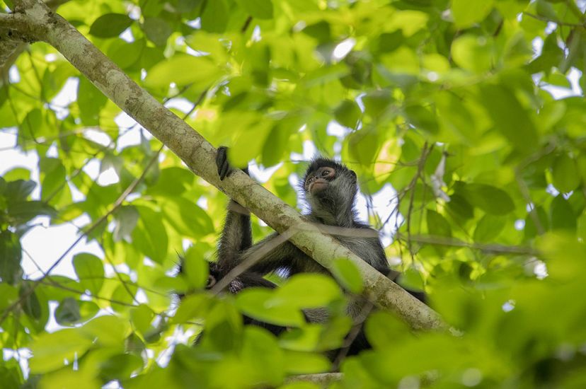A Geoffroy's spider monkey hangs onto a leafy tree branch in the Rio Bravo Conservation Area.