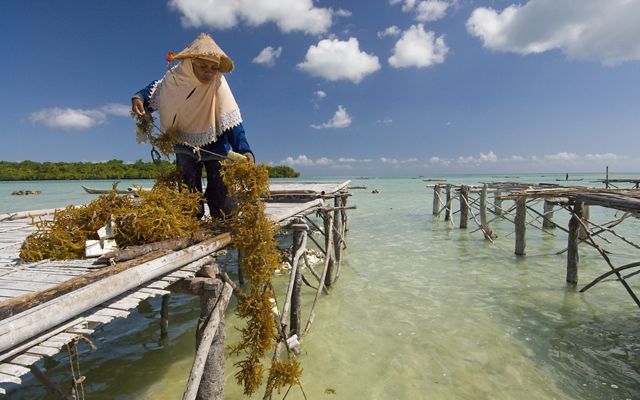 A person on a dock managing harvested seaweed on the coast of Indonesia.